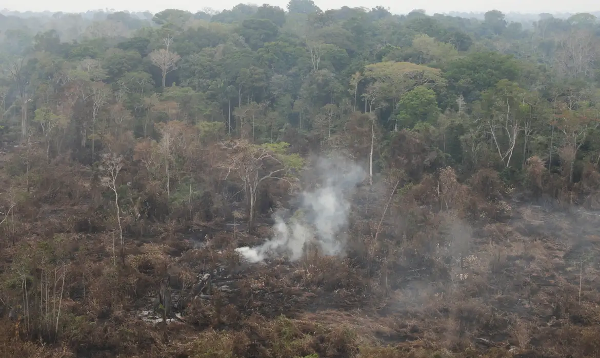 Delegado da PF diz que há indícios de ação coordenada em incêndios -  (crédito: EBC - Últimas Notícias)