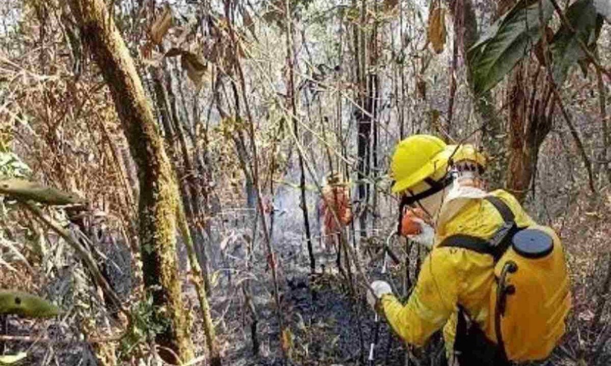 Voluntários do Instituto Habitat durante trabalho de resgate de animais silvestres feridos em área destruída por queimada: falta de alimentos é empecilho extra à sobrevivência -  (crédito: Instituto Habitat/Divulgação)