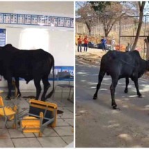 Vídeo: boi invade escola, entra em sala de aula e deixa feridos em Minas - Redes sociais/Reprodução