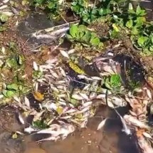 Dezenas de peixes mortos aparecem boiando no Rio Casca - Reprodução