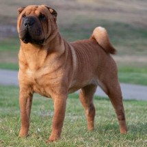 A raça shar pei é uma das mais antigas do mundo (Imagem: Marcelino Pozo Ruiz | Shutterstock)  -  (crédito: EdiCase)