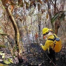 Chamas encurralam animais e deixam rastro de morte e "fome cinzenta" em MG - Instituto Habitat/Divulgação