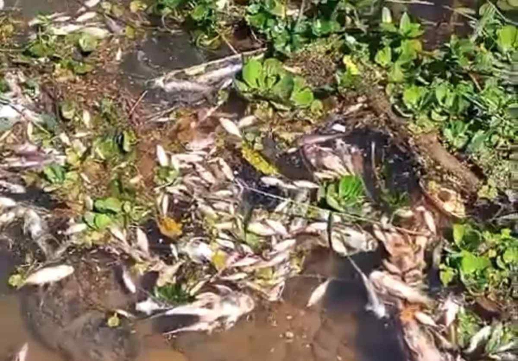 Dezenas de peixes mortos aparecem boiando no Rio Casca