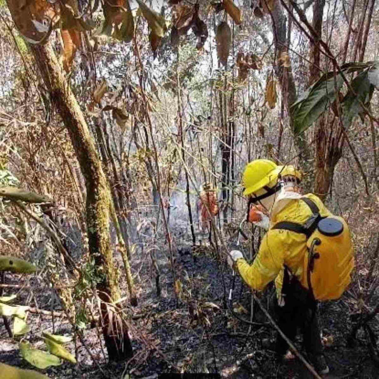 Chamas encurralam animais e deixam rastro de morte e 'fome cinzenta' em MG