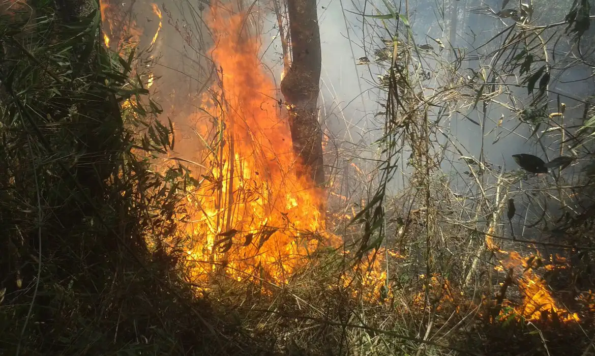 União de esforços busca conter incêndio na Serra dos Órgãos, no Rio -  (crédito: EBC)