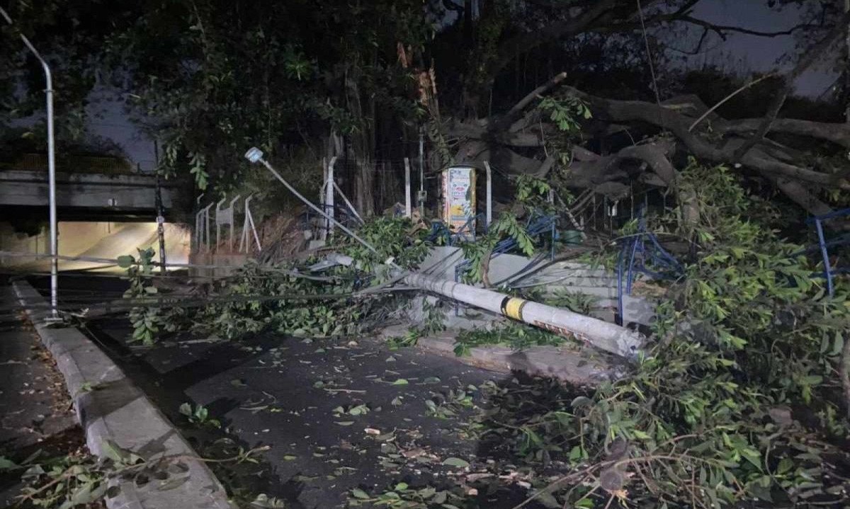 Queda de árvore causa quebra de três postes de energia na Rua Conde Pereira Carneiro, no bairro Gameleira -  (crédito: Fotos cedidas ao Estado de Minas por Paulo Medeiros)