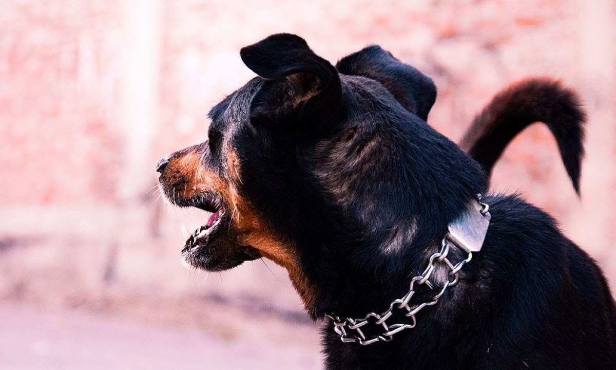 Homem atacado por um cachorro da ra&ccedil;a rottweiler sofreu diversos ferimentos (imagem meramente ilustrativa) -  (crédito: Imagem ilustrativa / Internet)