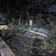 Queda de árvore no Gameleira derruba  postes e interdita rua  - Fotos cedidas ao Estado de Minas por Paulo Medeiros