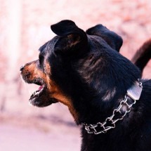 MG: homem atacado por rottweiler vai receber indenização de R$ 8 mil - Imagem ilustrativa / Internet