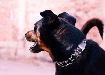 Vítima atacada por cachorros da raça rottweiler foi socorrida, mas morreu no hospital (IMAGEM MERAMENTE ILUSTRATIVA) -  (crédito: Imagem ilustrativa / Internet)