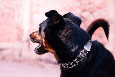 Vítima atacada por cachorros da raça rottweiler foi socorrida mas morreu no hospital -  (crédito: Imagem ilustrativa / Internet)
