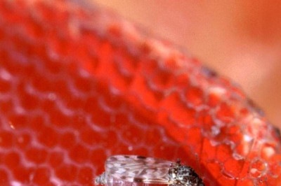 O maruim, transmissor do vírus Oropouche -  (crédito: Scott Bauer, USDA Agricultural Research Service)