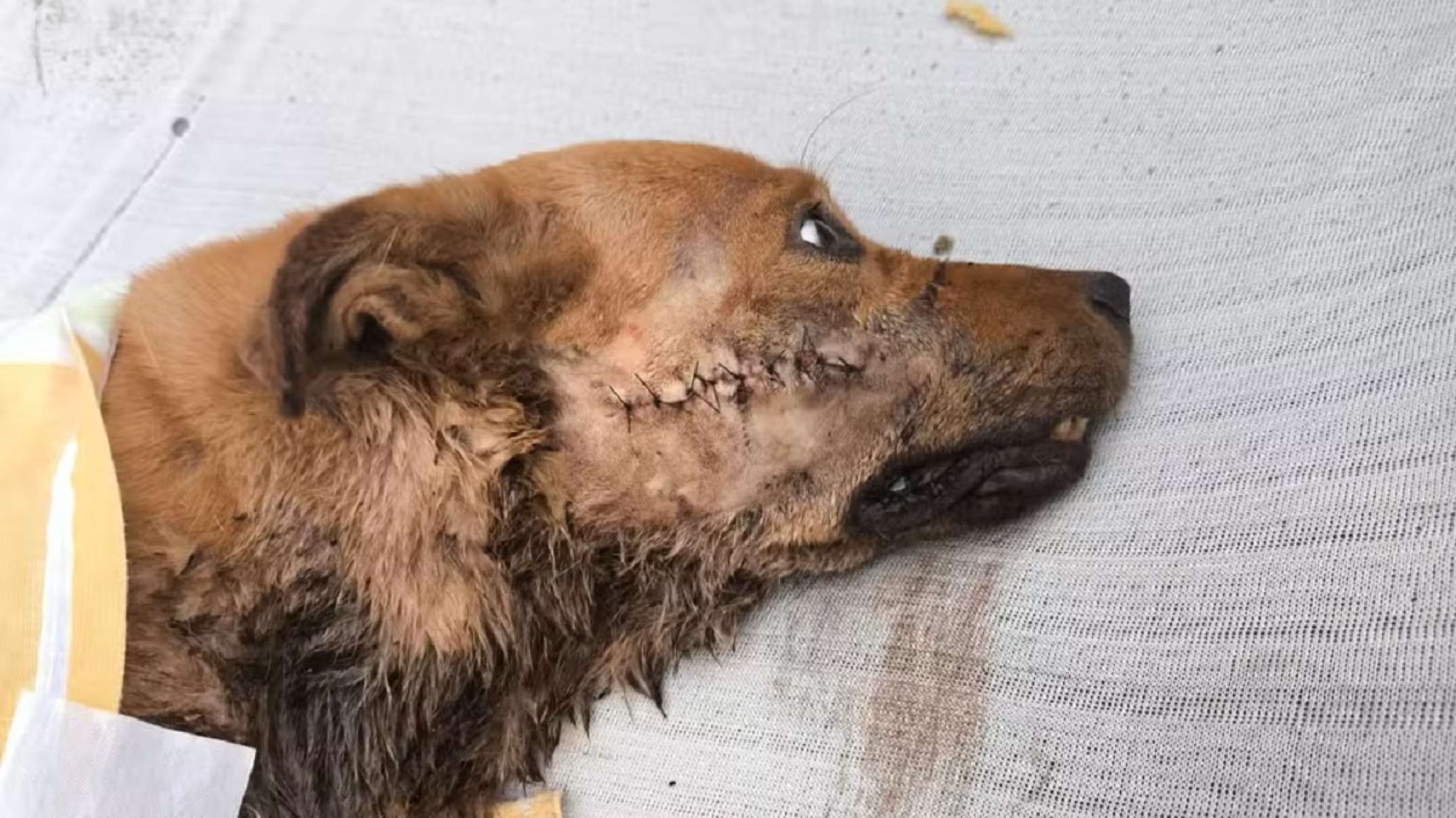 Homem golpeia cachorro com facão em cidade mineira; veja o vídeo