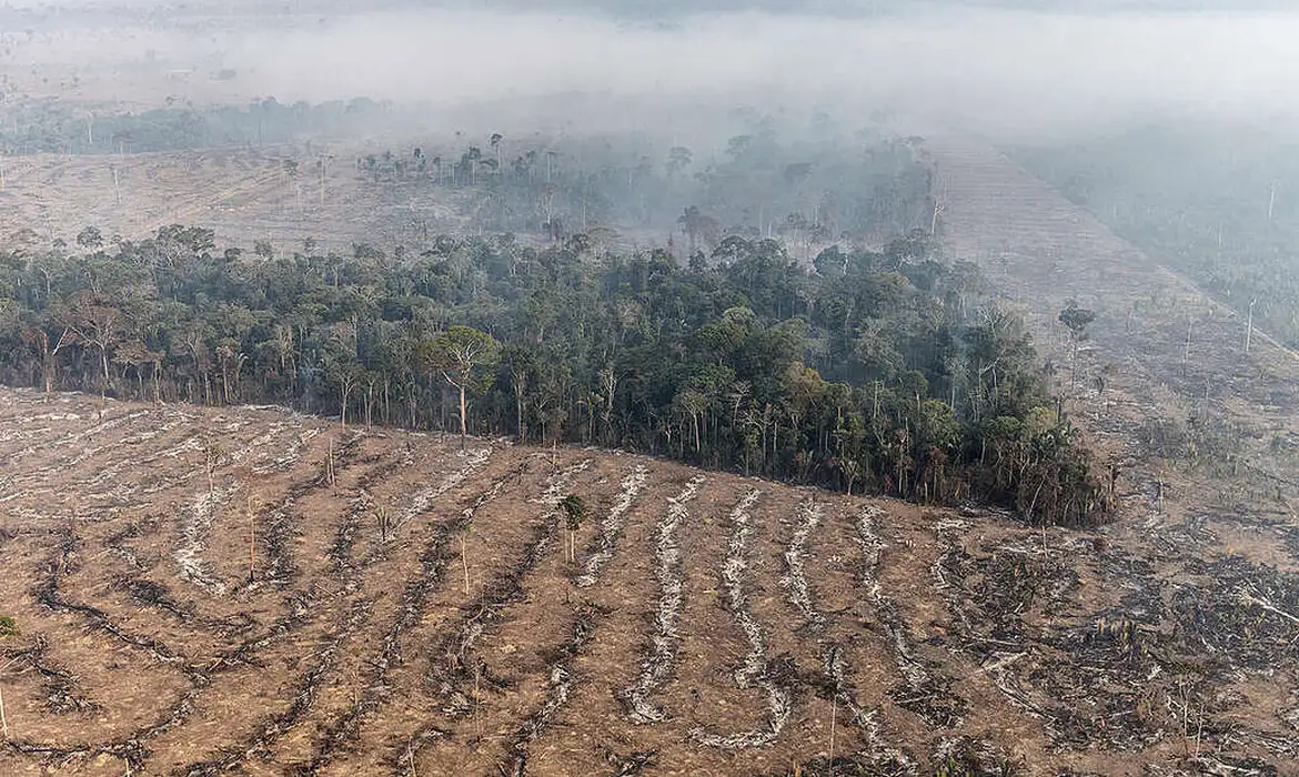 Fogo na Amazônia é etapa da exploração econômica do bioma -  (crédito: EBC)