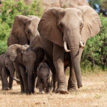 Os elefantes são animais que impressionam por suas habilidades (Imagem: Henk Bogaard | Shutterstock) -  (crédito: EdiCase)