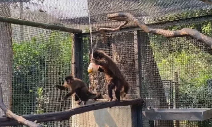 Animais silvestres ganham picolé de frutas para aliviar calor em São Paulo - Divulgação Parque Ecológico do Tietê 