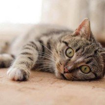 PBH proíbe uso ‘enforca gato’ em cirurgias veterinárias realizadas em BH - Reprodu&ccedil;&atilde;o / Pixabay