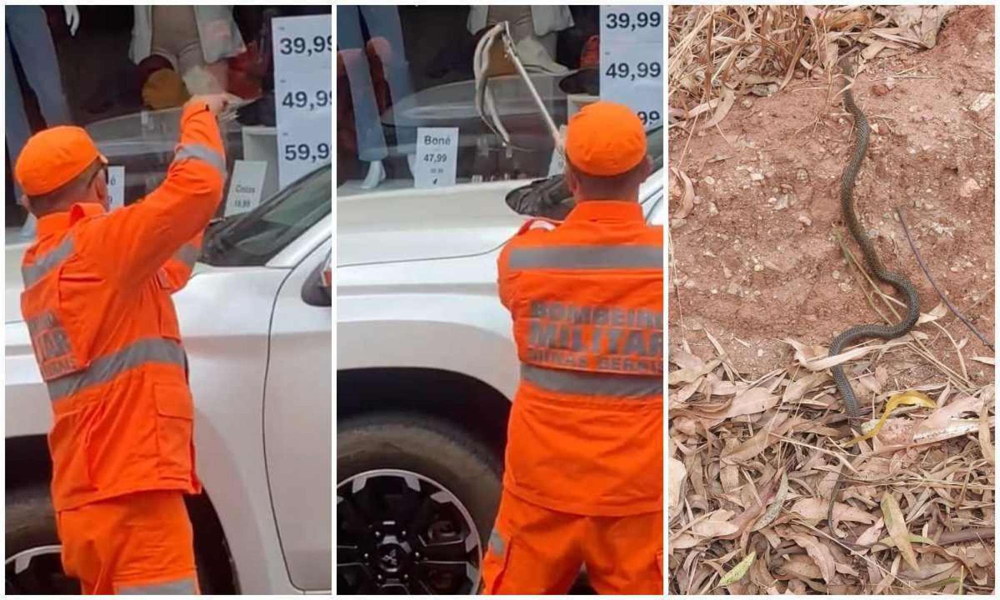 Vídeo: cobra sobre para-brisa de veículo mobiliza bombeiros em Minas