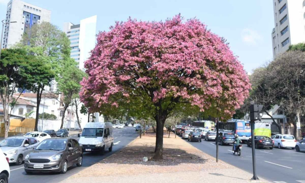 Árvore cor de rosa chama atenção nas ruas de BH  -  (crédito: Gladystone Rodrigues/EM/D.A.Press)