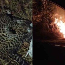 Jaguatirica morre atropelada ao fugir de queimada em Ouro Preto - Tiago Lage