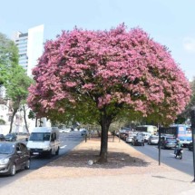 Não é ipê! Saiba qual é a árvore que está colorindo BH de rosa - Gladystone Rodrigues/EM/D.A.Press