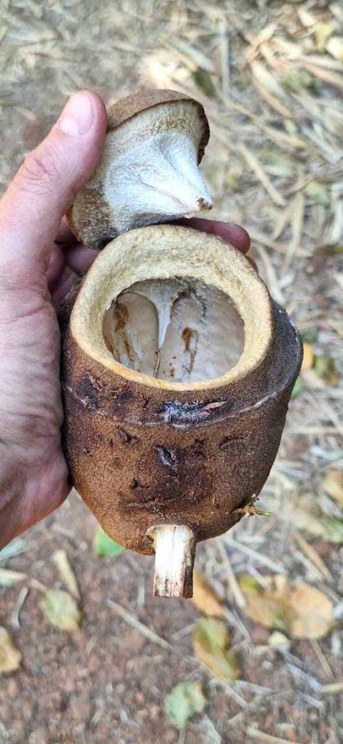 Fruto da sapucaia,árvore nativa brasileira, que produz uma castanha comestível