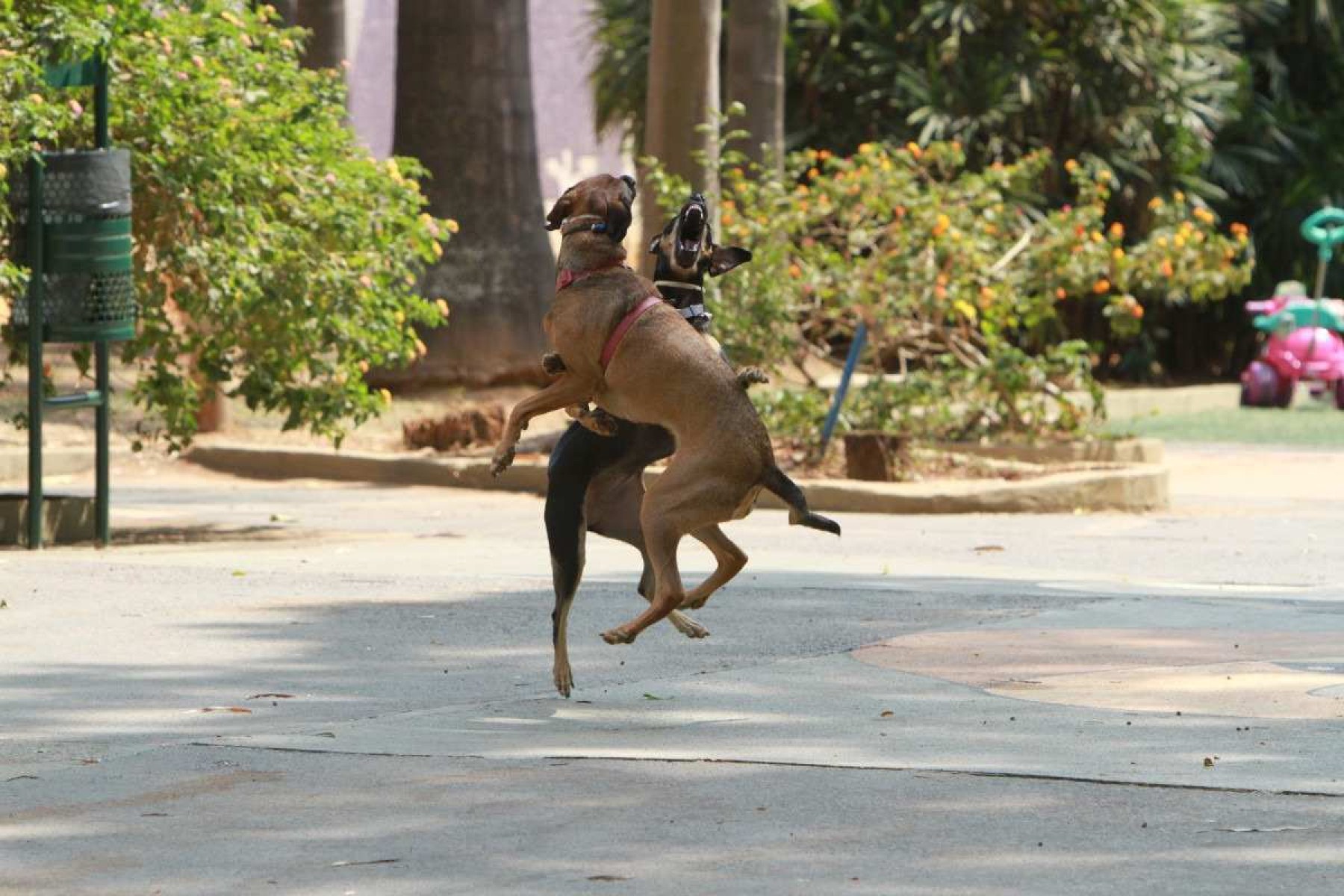 Shiraz e Merlot brincando no Parque Municipal Rosinha Cadar       