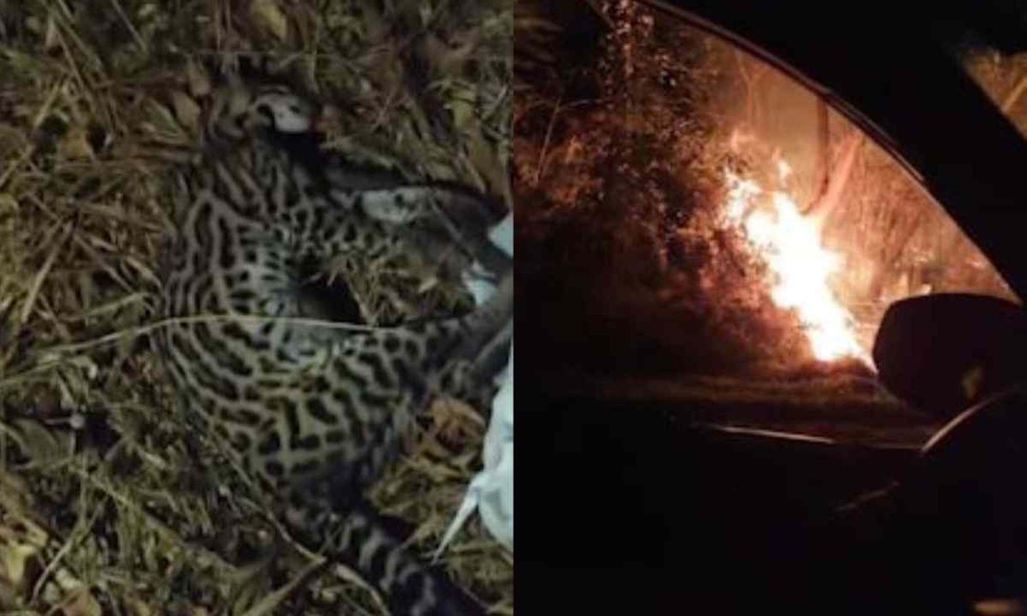 Jaguatirica morre atropelada ao fugir de queimada em Ouro Preto