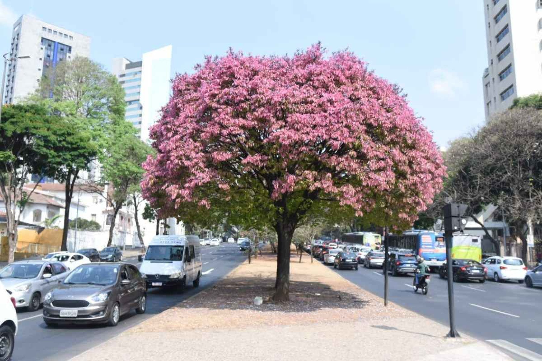 Não é ipê! Saiba qual é a árvore que está colorindo BH de rosa