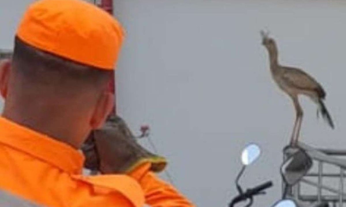 Foi preciso cuidado na captura do animal, que estava no estacionamento do Banco do Brasil  -  (crédito: Divulgação/CBMMG)