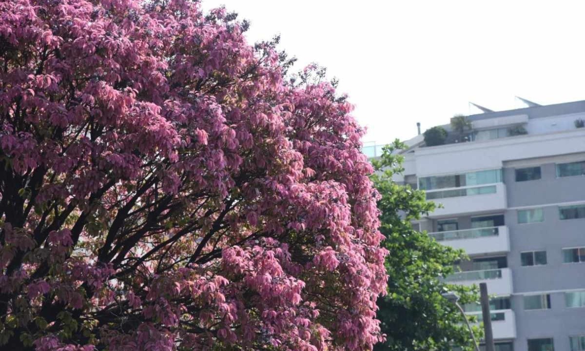 Árvore Sapucaia no bairro Funcionários, Região Centro-Sul de BH, floresceu pouco antes da primavera -  (crédito: Gladyston Rodrigues/EM/DA Press)