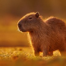 A capivara pode ser encontrada em áreas úmidas da América do Sul, como pântanos, rios e lagos (Imagem: Ondrej Prosicky | ShutterStock) -  (crédito: EdiCase)