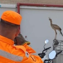 MG: seriema invade lojas e causa tumulto em Alfenas - Divulgação/CBMMG