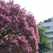 Calorão ou refresco? Veja como será a primavera em Minas - Gladyston Rodrigues/EM/DA Press