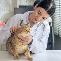 A gripe é uma doença que também pode afetar os animais de estimação (Imagem: Mongkolchon Ak | Shutterstock) -  (crédito: EdiCase)