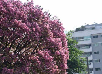 Árvore Sapucaia no bairro Funcionários, Região Centro-Sul de BH, floresceu pouco antes da primavera -  (crédito: Gladyston Rodrigues/EM/DA Press)