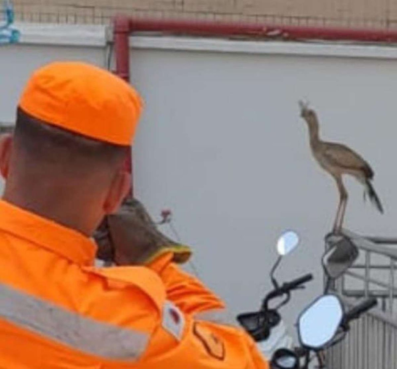 MG: seriema invade lojas e causa tumulto em Alfenas
