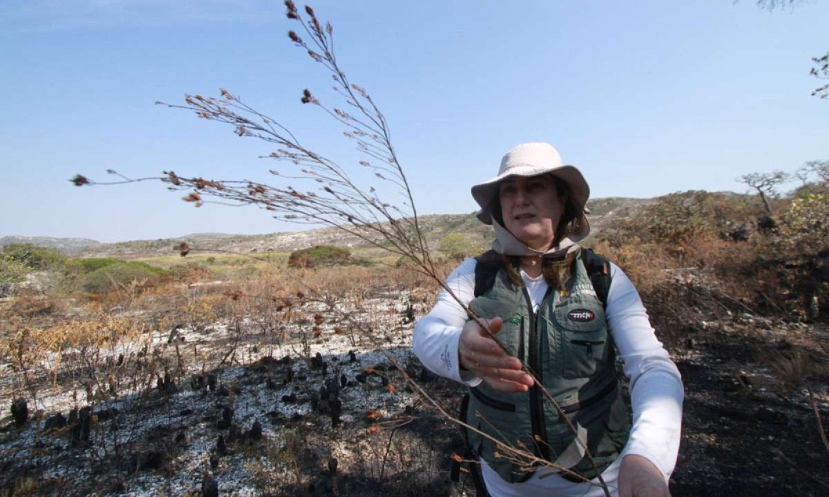 Diplusodon glaziovii é uma espécie microendêmica e encontrada somente no município de Diamantina