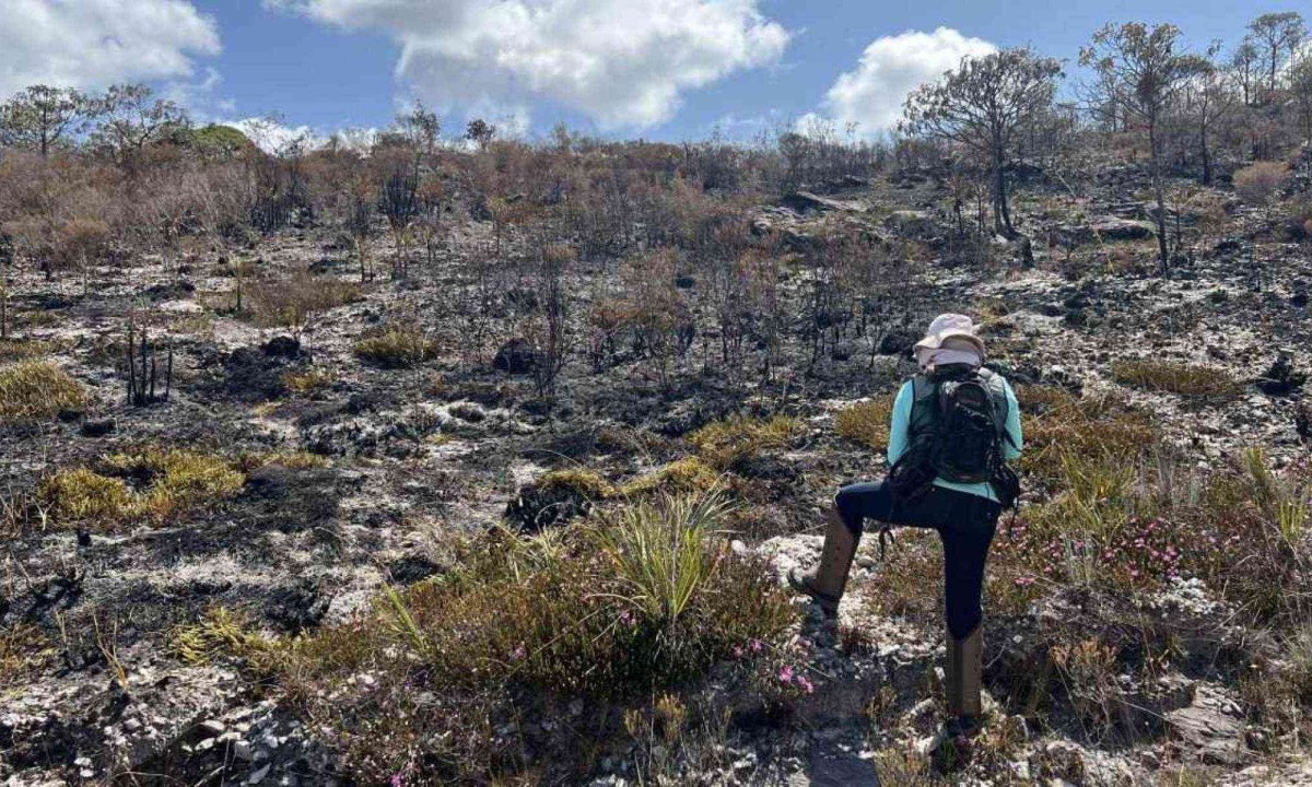 Incêndios no cerrado ameaçam levar à extinção espécies de plantas únicas do bioma -  (crédito: Edésio Ferreira/EM/D.A Press)