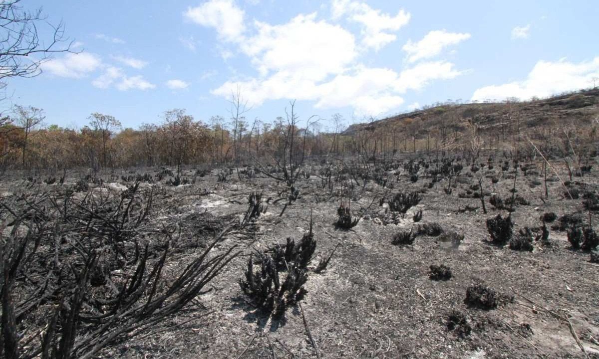 Incêndios recentes fizeram paisagens do cerrado serem tomadas por cinzas -  (crédito: Edésio Ferreira/EM/D.A Press)