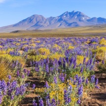 A primavera transforma a paisagem do deserto do Atacama (Imagem: sunsinger | Shutterstock) -  (crédito: EdiCase)