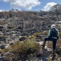 Incêndios no cerrado mineiro ameaçam de extinção plantas raras - Edésio Ferreira/EM/D.A Press