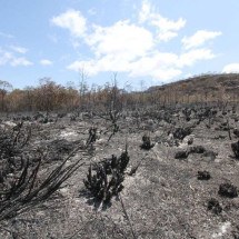 Cerrado: incêndios provocados são desafios em bioma que evoluiu com fogo - Edésio Ferreira/EM/D.A Press