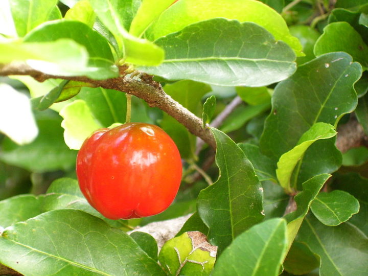 Brasil é líder na exportação mundial de acerola; fruta se destaca em vitamina C - wikimedia commons Mateus Hidalgo