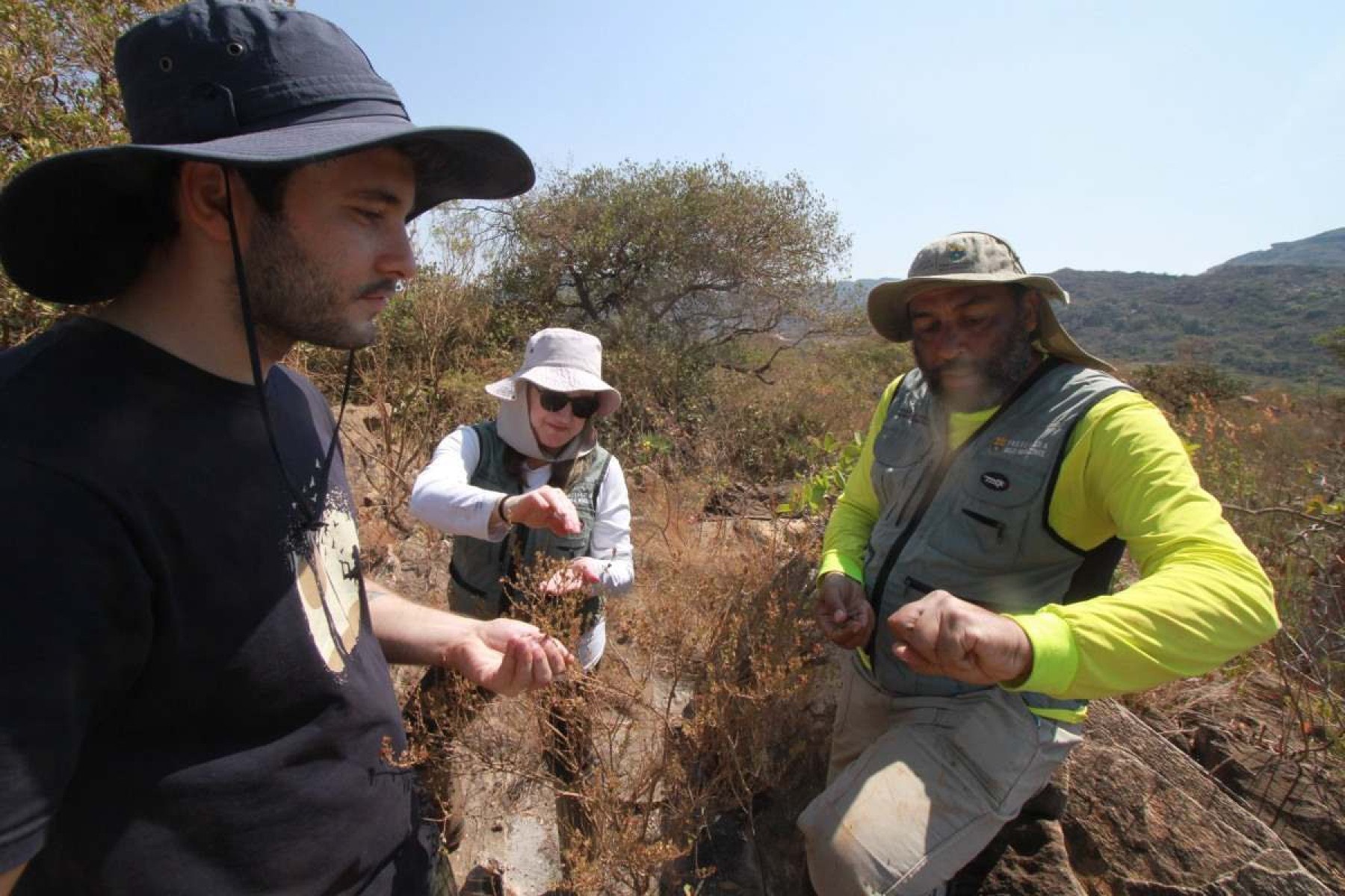 Pesquisadores do PAT Espinhaço Mineiro fazem a colheita de sementes das espécies-alvo para serem estudadas no Jardim Botânico de Belo Horizonte