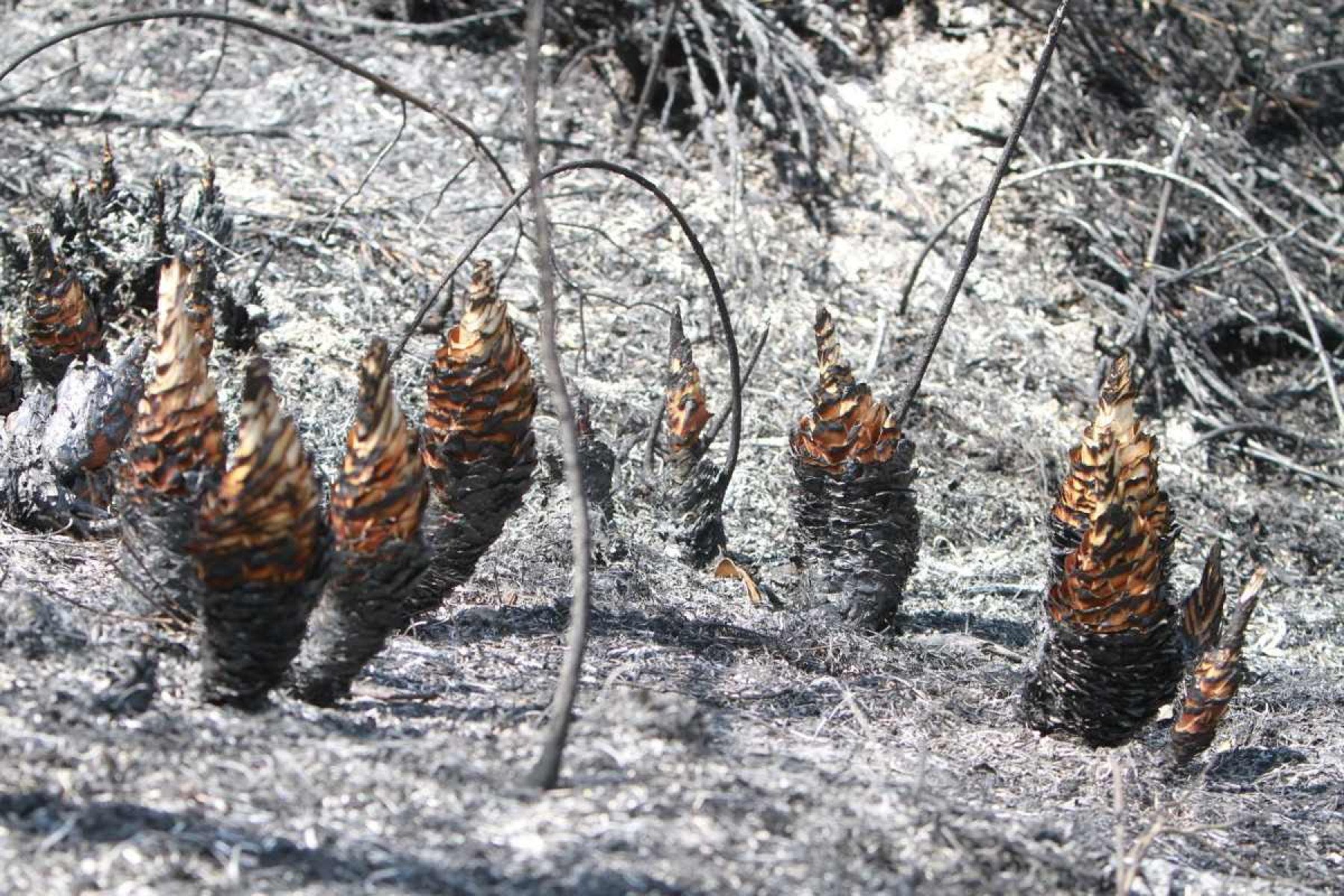 Incêndios substituem as cores do cerrado pelo cinza