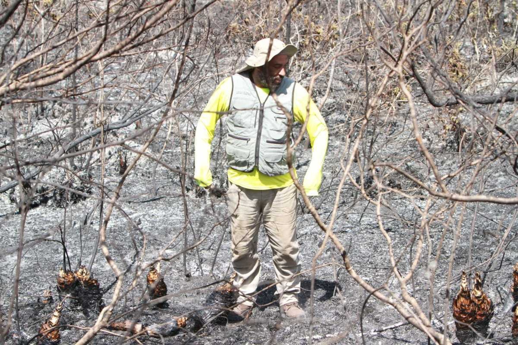 O biólogo Carlos Alberto Ferreira Júnior, integrante do PAT Espinhaço Mineiro, observa área de cerrado arrasada pelo fogo: quanto menos vegetação, mais fácil a exploração