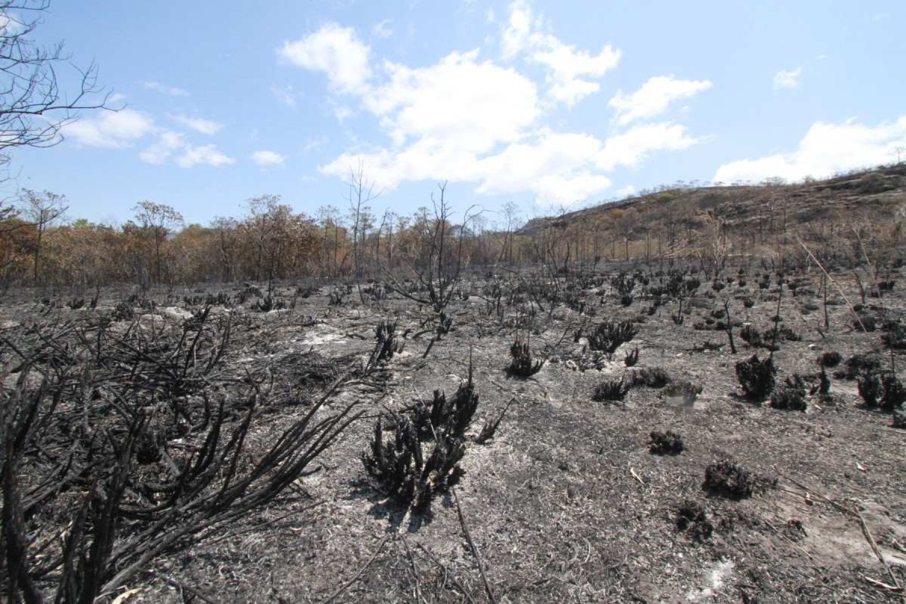 Incêndios recentes fizeram paisagens do cerrado serem tomadas por cinzas