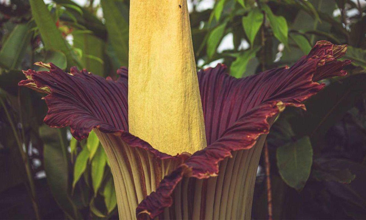 Batizada de New Reekie, a flor-cadáver escocesa levou mais de uma década para florescer pela primeira vez. Agora, ela é a atração do Jardim Botânico de Edimburgo a cada dois ou três anos -  (crédito: RBGE)