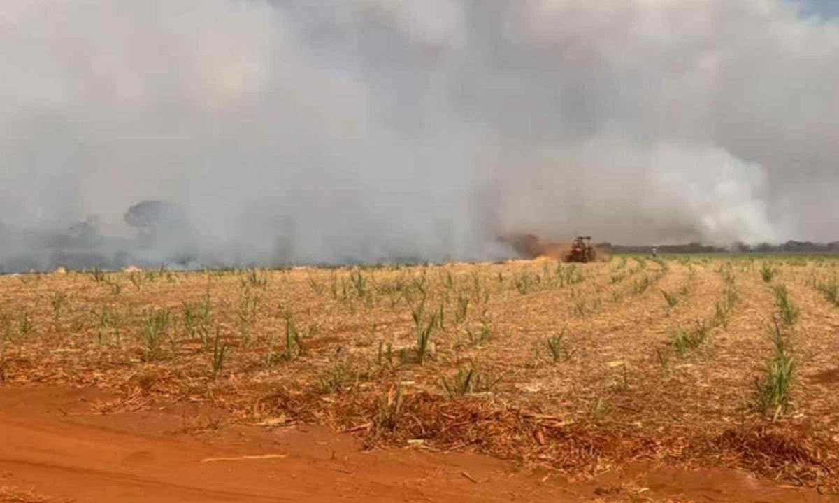 Na Fazenda Santa Maria, em Campo Florido, no Tri&acirc;ngulo Mineiro, as perdas na lavoura v&atilde;o al&eacute;m da &aacute;rea queimada -  (crédito: Thiago Rocha Xavier/Arquivo pessoal)